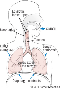 anatomy-of-cough Anatomy of a cough